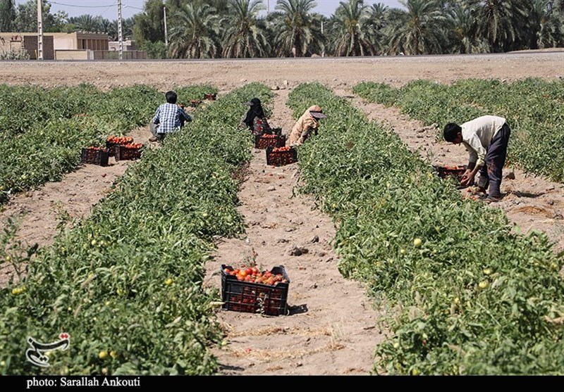 استان کرمان , کشاورزی , 