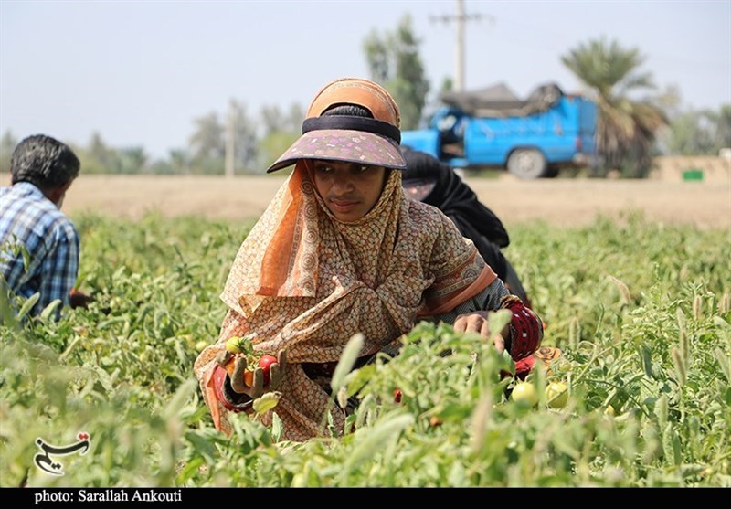 استان کرمان , کشاورزی , 