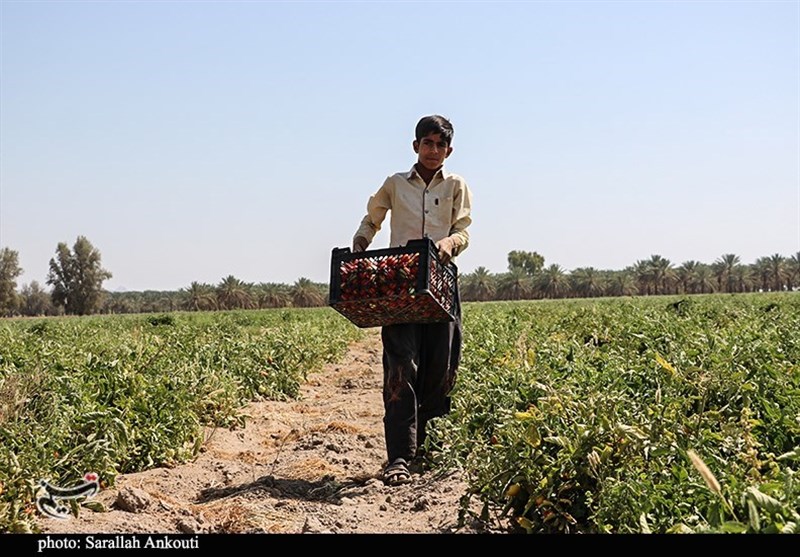 استان کرمان , کشاورزی , 