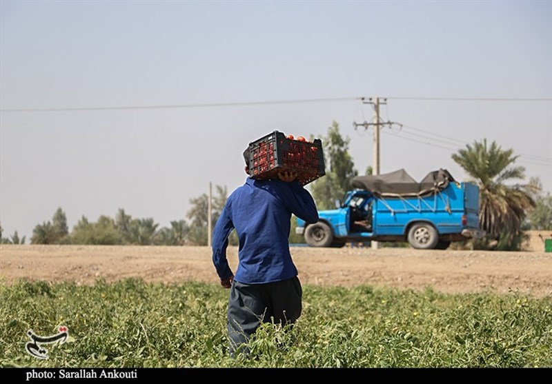 استان کرمان , کشاورزی , 