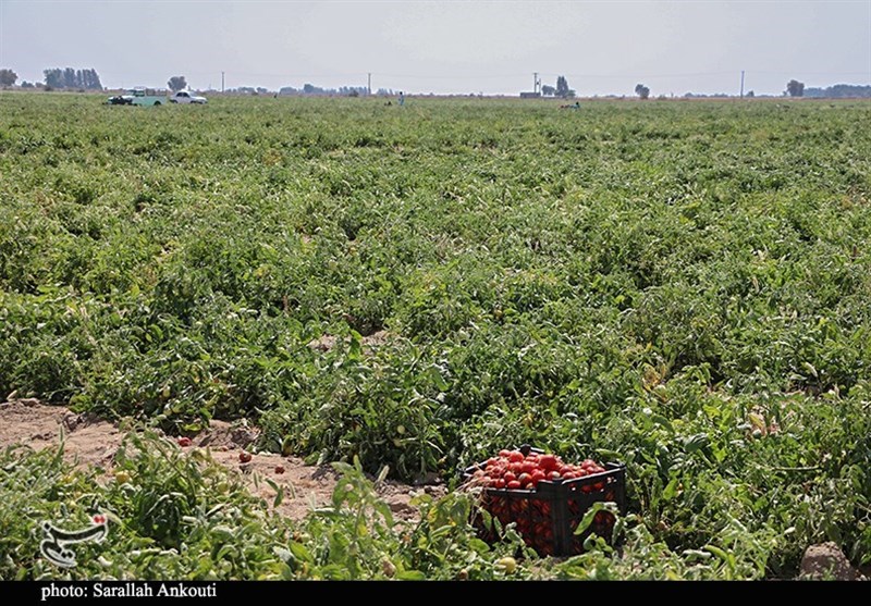 استان کرمان , کشاورزی , 