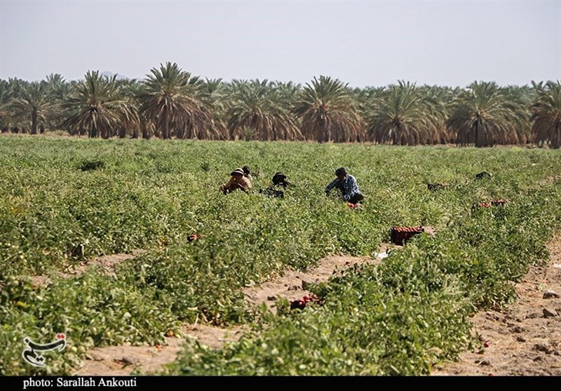 کشاورزی , استاندار‌ کهگیلویه و بویراحمد ‌ , 