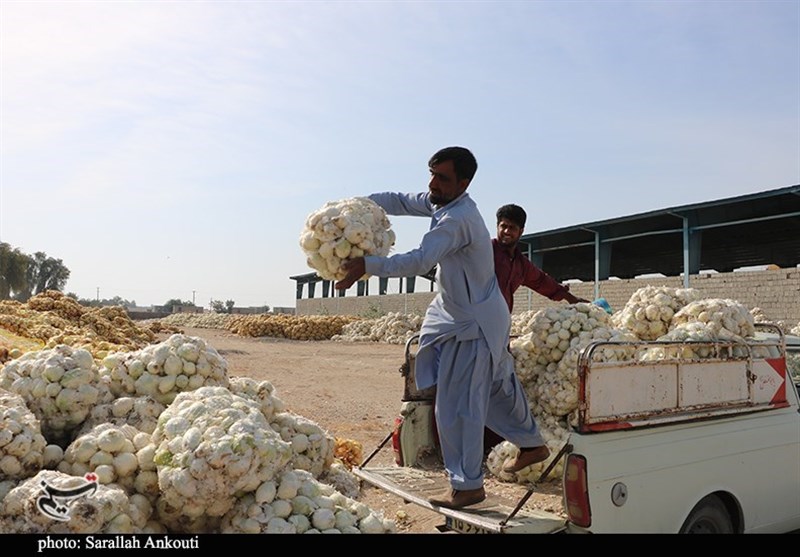 استان کرمان , کشاورزی ,