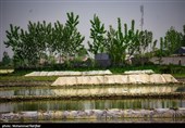 تُم بیجار - گیلان