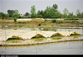 تُم بیجار - گیلان