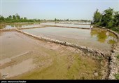 تُم بیجار - گیلان