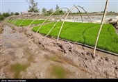 تُم بیجار - گیلان