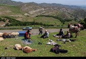 جشنواره کوچ عشایر استانی برگزار می شود