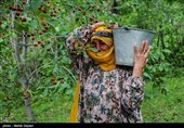 برداشت گیلاس از باغات شهرستان اهر