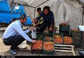 برداشت گیلاس از باغات شهرستان اهر