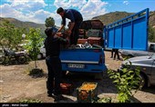 برداشت گیلاس از باغات شهرستان اهر