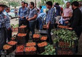 برداشت گیلاس از باغات شهرستان اهر