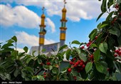 برداشت گیلاس از باغات شهرستان اهر