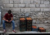 برداشت گیلاس از باغات شهرستان اهر