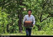 برداشت گیلاس از باغات شهرستان اهر