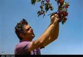 برداشت گیلاس از باغات شهرستان اهر