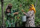 برداشت گیلاس از باغات شهرستان اهر