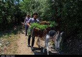 برداشت گیلاس از باغات شهرستان اهر