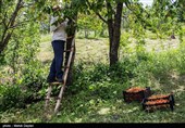 برداشت گیلاس از باغات شهرستان اهر