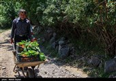 برداشت گیلاس از باغات شهرستان اهر