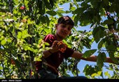 برداشت گیلاس از باغات شهرستان اهر