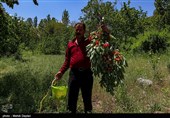 برداشت گیلاس از باغات شهرستان اهر