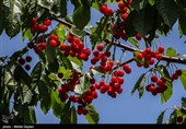 برداشت گیلاس از باغات شهرستان اهر
