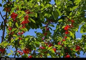 برداشت گیلاس از باغات شهرستان اهر