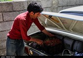 برداشت گیلاس از باغات شهرستان اهر