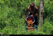 برداشت گیلاس از باغات شهرستان اهر