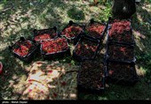 برداشت گیلاس از باغات شهرستان اهر