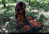 برداشت گیلاس از باغات شهرستان اهر