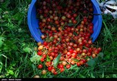 برداشت گیلاس از باغات شهرستان اهر
