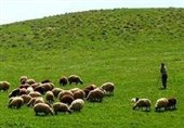 اعلام قیمت واحد دامی و علوفه مرتعی سال 1405 در استان مرکزی