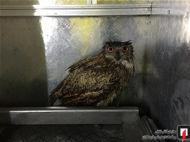 آتشنشانی , سازمان آتشنشانی تهران ,