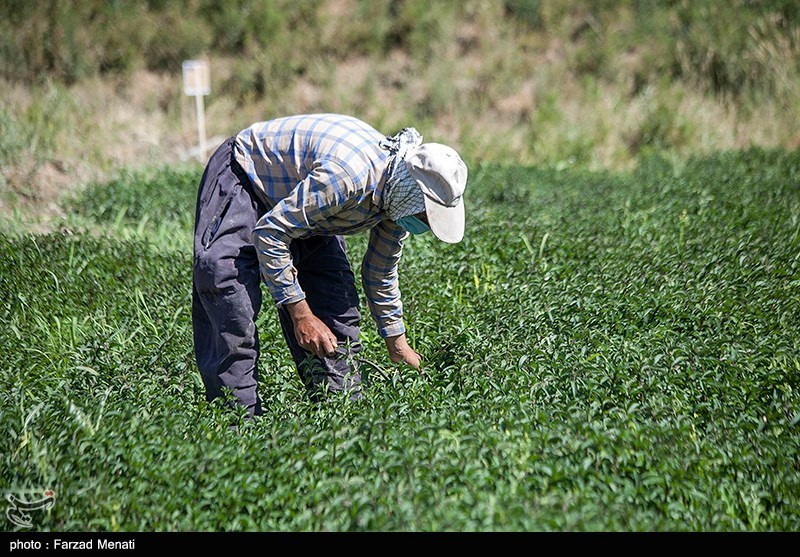 استان لرستان , کشاورزی , 