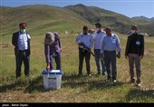 انتخابات 1400 در ییلاقات عشایری شهرستان اهر