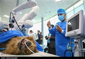 اولین عمل جراحی رباتیک از راه دور ایران و تست حیوانی ربات بومی سازی شده جراحی از راه دور سینا ساخت متخصصان ایران 
