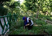 مزرعه خانواده  بوستان اجتماعی نارنج در حاشیه بهره برداری از پروژه های مدیریت شهری منطقه 14 