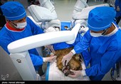 اولین عمل جراحی رباتیک از راه دور ایران و تست حیوانی ربات بومی سازی شده جراحی از راه دور سینا ساخت متخصصان ایران 