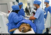 اولین عمل جراحی رباتیک از راه دور ایران و تست حیوانی ربات بومی سازی شده جراحی از راه دور سینا ساخت متخصصان ایران 
