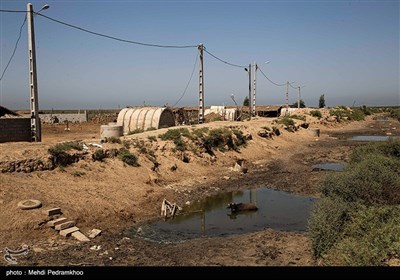 مرگ تدریجی حیات وحش در هورالعظیم