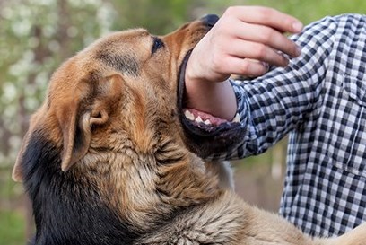 شورای شهر تهران , شهر تهران , شهرداری تهران , 