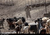 انهدام باند حرفه‌ای سرقت احشام در سمیرم