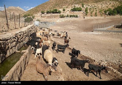 تحقق مطالبه عشایر پاکدشت /آغاز ساخت زیرگذر احشام با اعتباری 9 میلیارد
