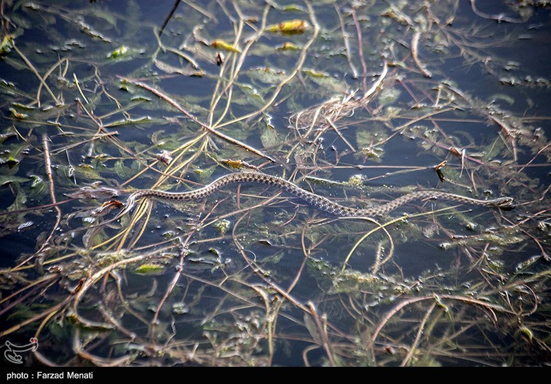 احیای منابع زیرزمینی آب ,