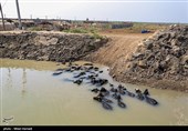 رسیدن آب به دحیماوی و رفیع - خوزستان