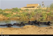 رسیدن آب به دحیماوی و رفیع - خوزستان