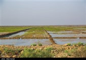 رسیدن آب به دحیماوی و رفیع - خوزستان