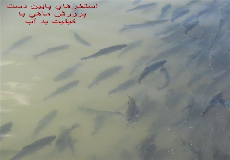 پایش و نظارت در محیط زیست , استانداری کرمانشاه , کشاورزی , دانشگاه های جمهوری اسلامی ایران , مرکز پژوهشهای مجلس شورای اسلامی ,